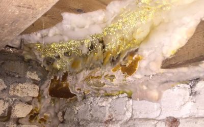 Champignons dans les murs : comment stopper la propagation